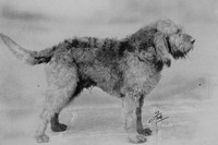 Otterhound 1950