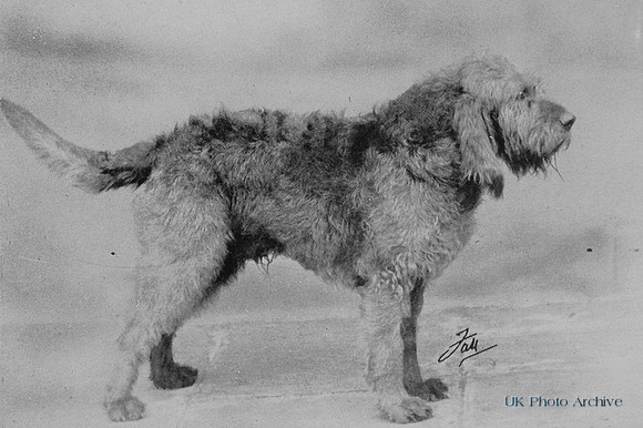 Otterhound 1950