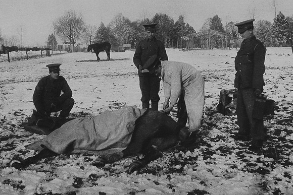 A Field Operation Under Chloroform Removing Shell Splinters From A Horse
