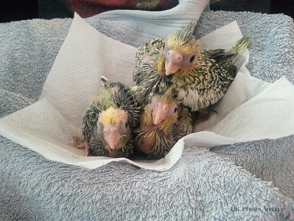 Hand Reared Cockatiels