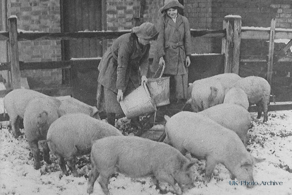 Women Working On A Pig Farm At Colston Bassett Nottinghamshire WW1