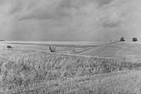 Farming At Laxton Nottinghamshire c.1950
