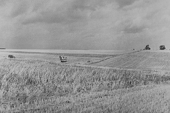 Farming At Laxton Nottinghamshire c.1950