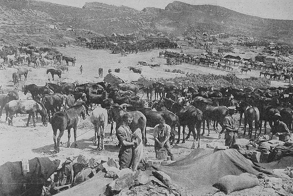 Busy Scene In The Horse Lines On The Shores Of Suvla Bay