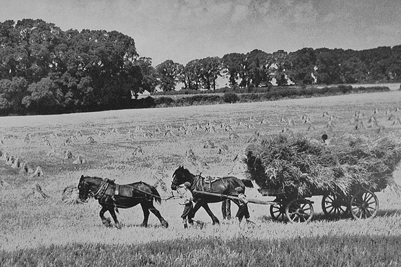 Corn Harvest In Sussex 1930s
