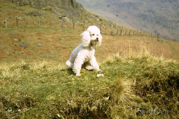 Whiskey The Poodle 1971 In The Lake District
