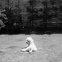 Whiskey The Poodle In The Garden 2 The Priors Ashtead Surrey 1973