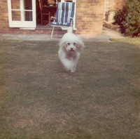Whiskey The Poodle 2 The Priors Ashtead Surrey
