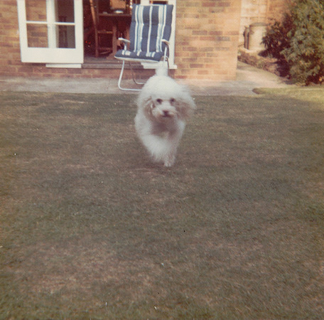Whiskey The Poodle 2 The Priors Ashtead Surrey