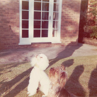 Whiskey The Poodle And Dougal The Yorkshire Terrier In The Garden 2 The Priors Ashtead Surrey