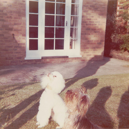 Whiskey The Poodle And Dougal The Yorkshire Terrier In The Garden 2 The Priors Ashtead Surrey