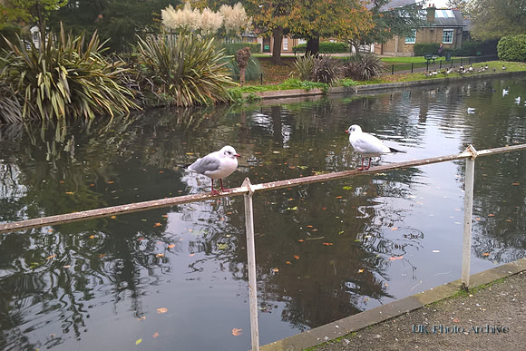 Sea Gulls At Grove Park Carshalton