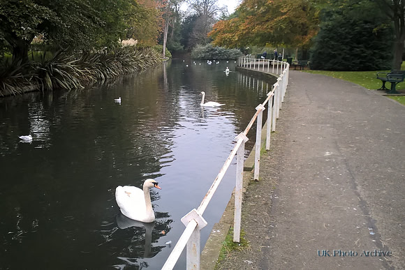 Swans In Grove Park Carshalton