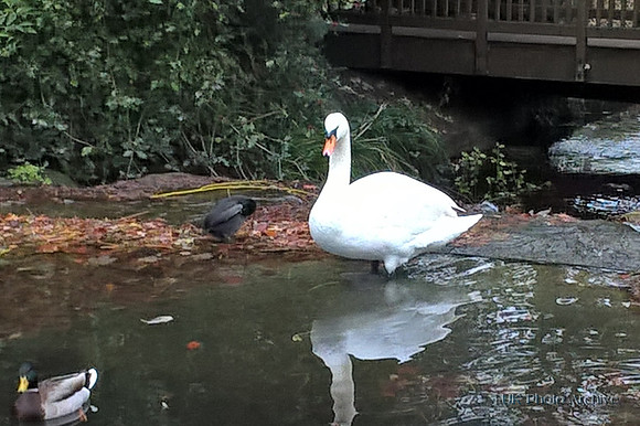 Swan In Grove Park