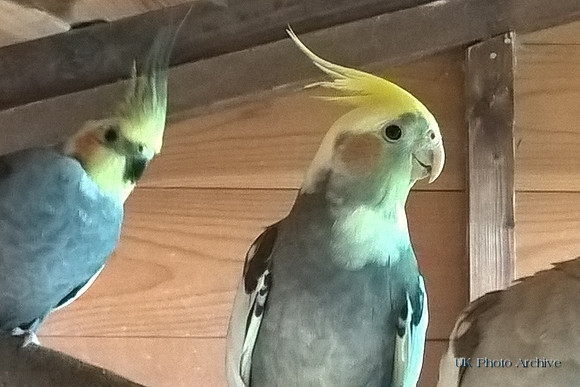 Anzac And Athos The Cockatiels