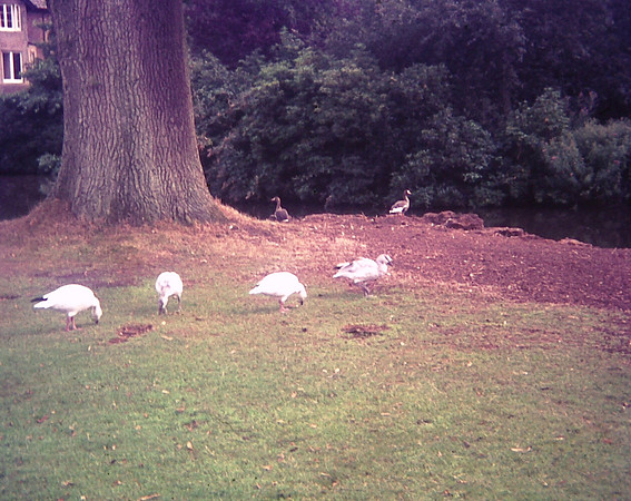 Sandringham 1975