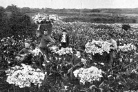 Gathering Arum Lilies At A Flower Farm Scilly Isles 1907