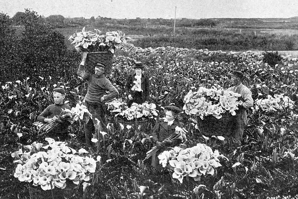 Gathering Arum Lilies At A Flower Farm Scilly Isles 1907