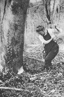 A Lumberwom Felling Trees In A Somerset Wood