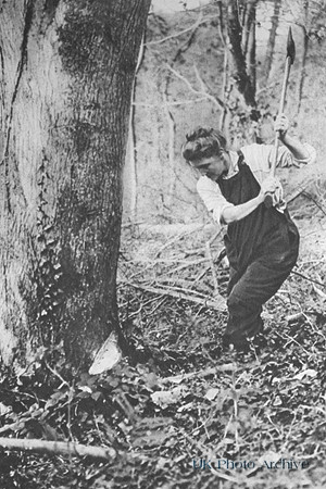A Lumberwom Felling Trees In A Somerset Wood
