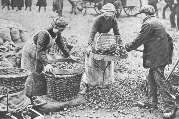 Women Workers Sorting Potatoes On  Farm In The Eastern Counties