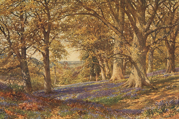 A Slope Of Bluebells Hascombe Surrey 1906