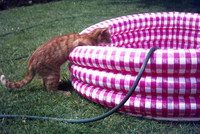 Sandy The Cat Summer 1970