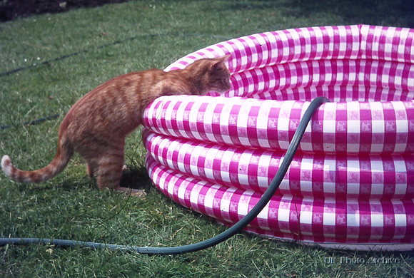 Sandy The Cat Summer 1970