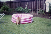 Sandy The Cat Summer 1970
