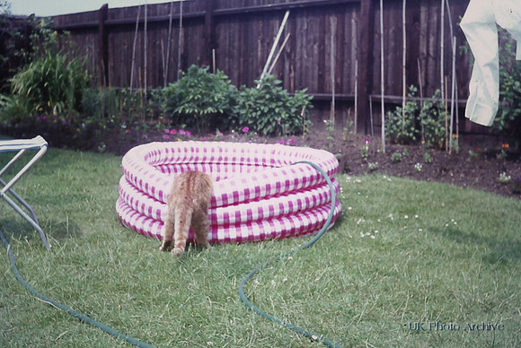 Sandy The Cat Summer 1970