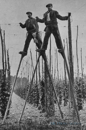 The Stilt Men Of The Hop Gardens East Malling Kent 1930s