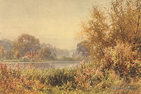 Autumn Weeds Chilworth Surrey 1906
