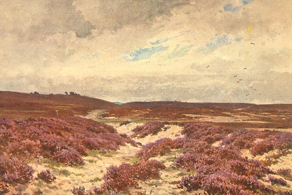 Frensham Common Surrey 1906