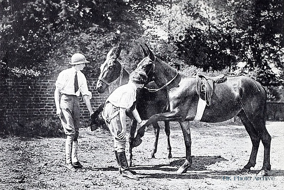 Women Training Mules And Horses For Military Work
