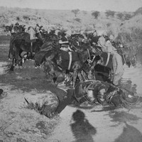 Taking Artillery Horses To Water On The Great March To Pretoria 1900