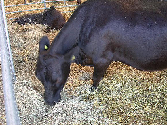 Ardingly Smallholders Fair 2017