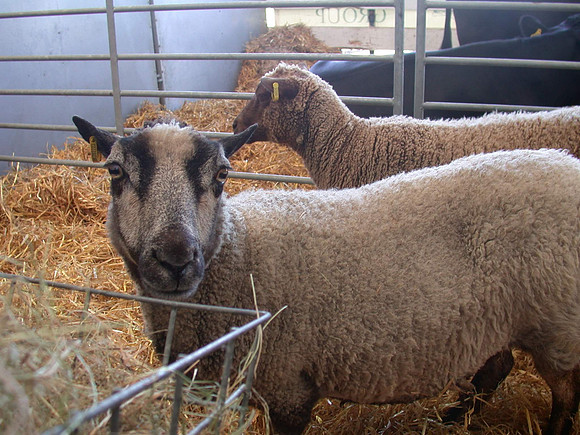 Ardingly Smallholders Fair 2017