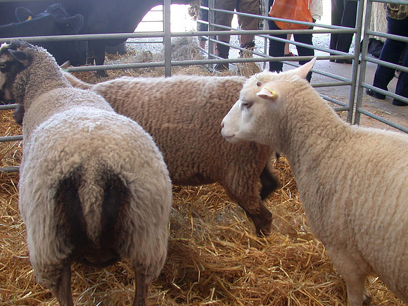 Ardingly Smallholders Fair 2017