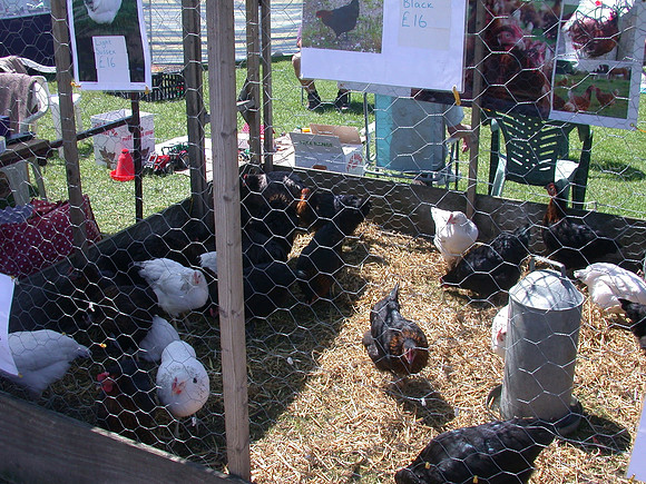 Ardingly Smallholders Fair 2017