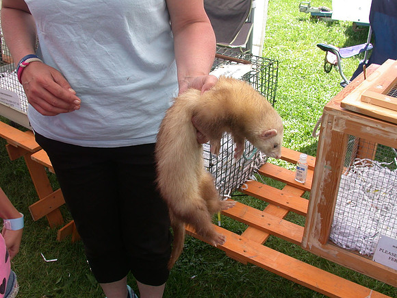 Ardingly Smallholders Fair 2017