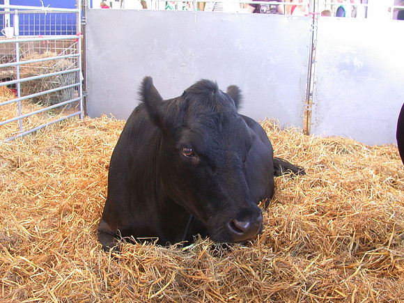 Ardingly Smallholders Fair 2017