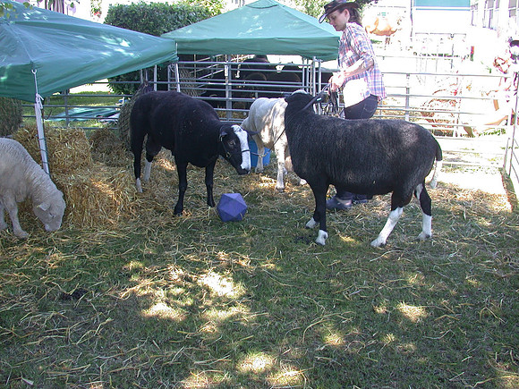 Ardingly Smallholders Fair 2017