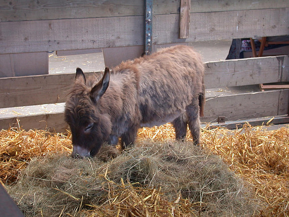 Ardingly Smallholders Fair 2017