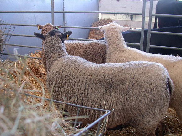 Ardingly Smallholders Fair 2017