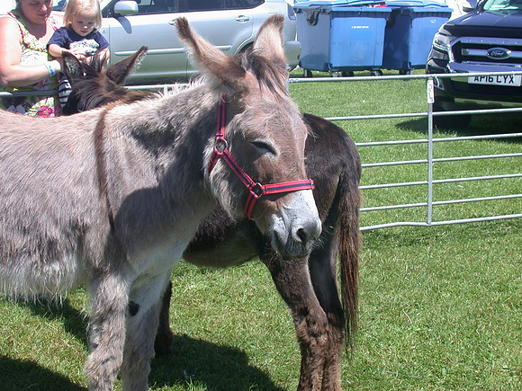 Ardingly Smallholders Fair 2017