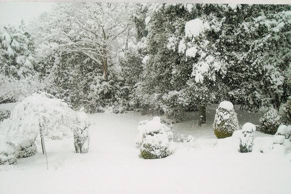 Snow Back Garden West Lodge Ashtead Park 2nd Feb 2009 2