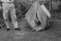A Dog In A Tent 1950s