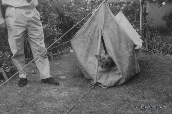 A Dog In A Tent 1950s