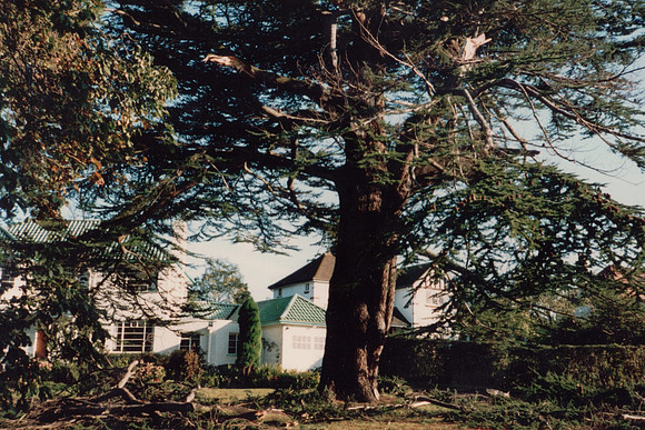 Damage To A Fir tree In Ashtead Park After The Great Storm 1987
