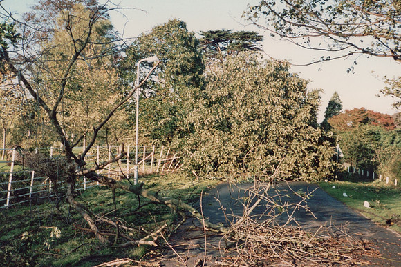 Day After The Great Storm In Ashtead Park 1987